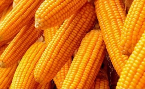 Yellow Maize