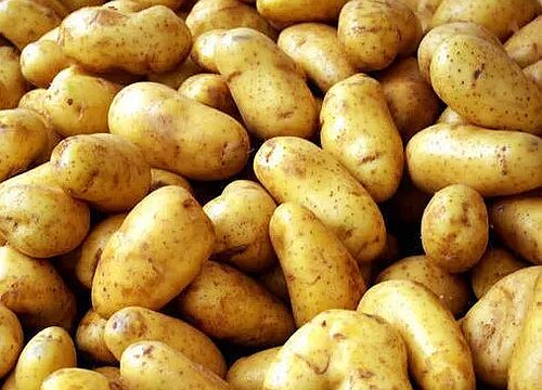 West Bengal A Grade Jyoti Fresh Potato