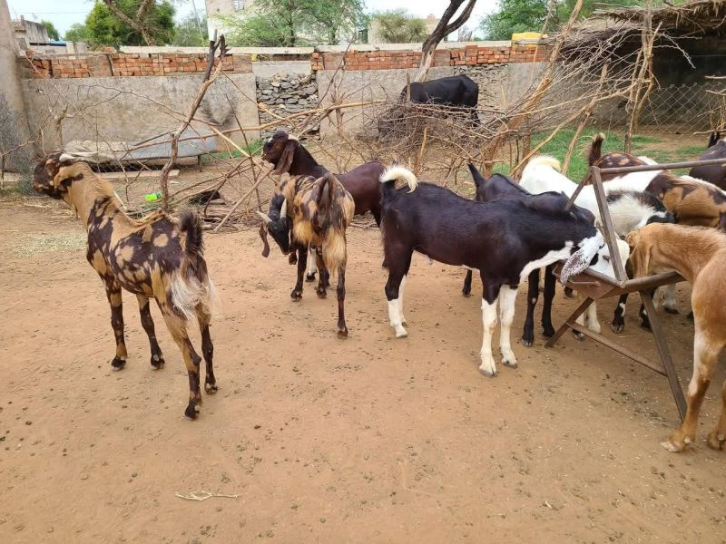 Qurbani Goats