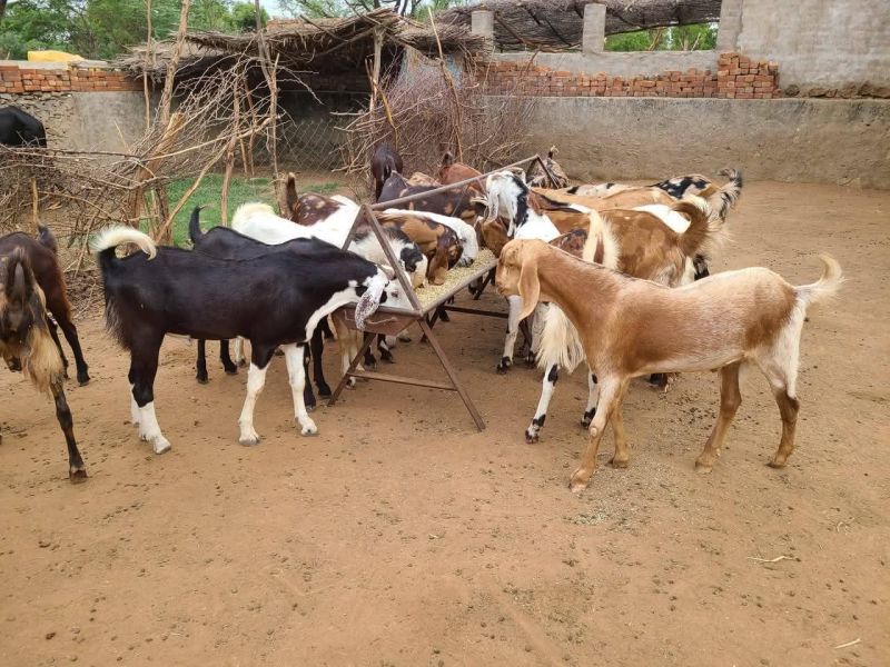 Qurbani Goats