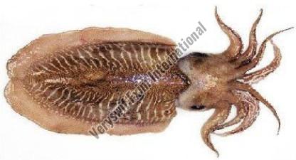 Frozen Cuttle Fish