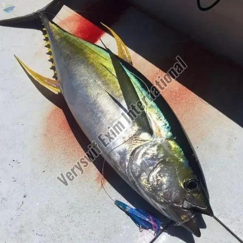 Yellowfin Tuna Fish