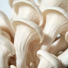 Fresh Elm Oyster Mushroom, Packaging Size : 500g, 1Kg, 5Kg, 10Kg