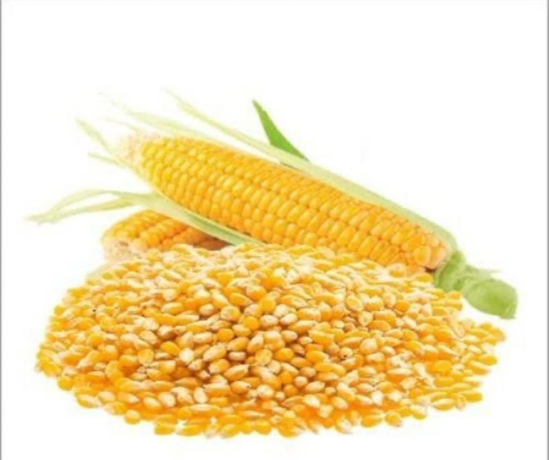 Yellow Maize