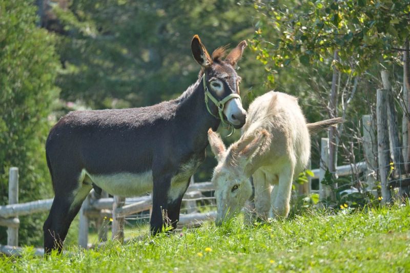 Donkey Milk Powder