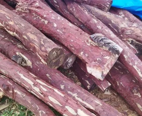 C Grade Red Sandalwood Log, Shape : Round