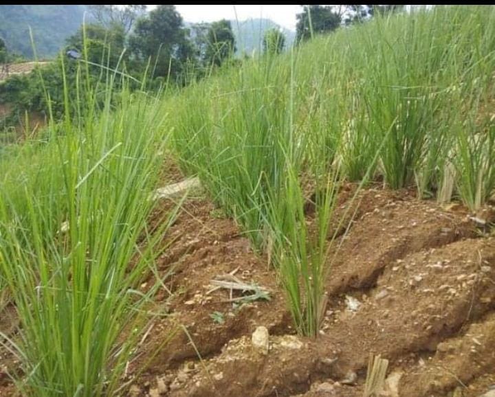 Vetiver Grass