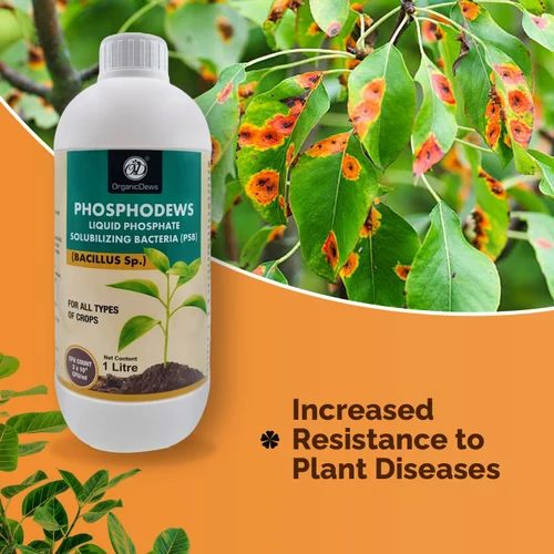 OrganicDews Phosphodews Bio Fertilizer