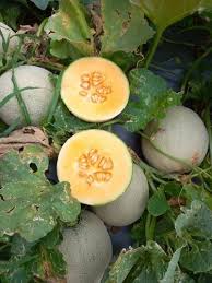 B Grade Kundan Muskmelon