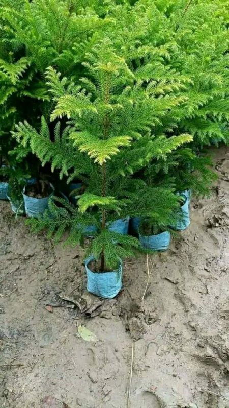 Green Christmas Tree Plant