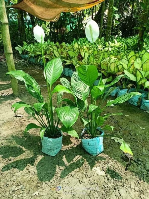 Peace Lily Plant