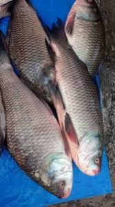 Fresh catla fish, Packaging Type : Shiny Silver, Silver, White