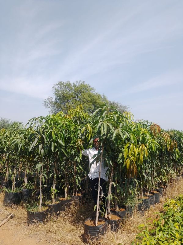 Mango Kesari Plant