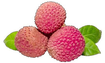 Litchi Pulp