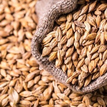 Barley Whole, Speciality : High In Fiber Nutrients