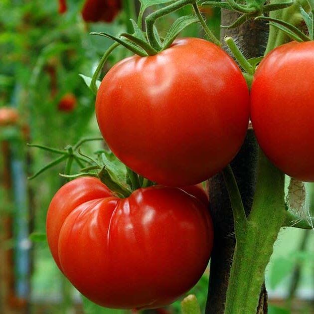 Fresh Red Tomato