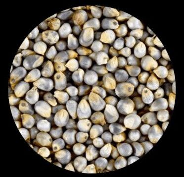 Composite Pearl Millets (Bajra) - Pennisetum Glaucum