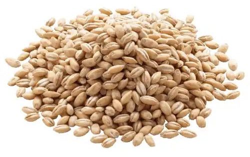 Barley
