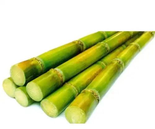 Fresh Sugarcane
