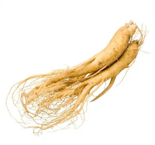 Ginseng