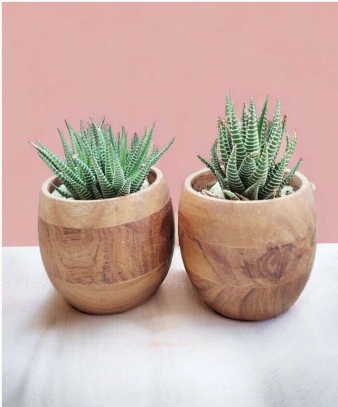 Timber Grove Planter