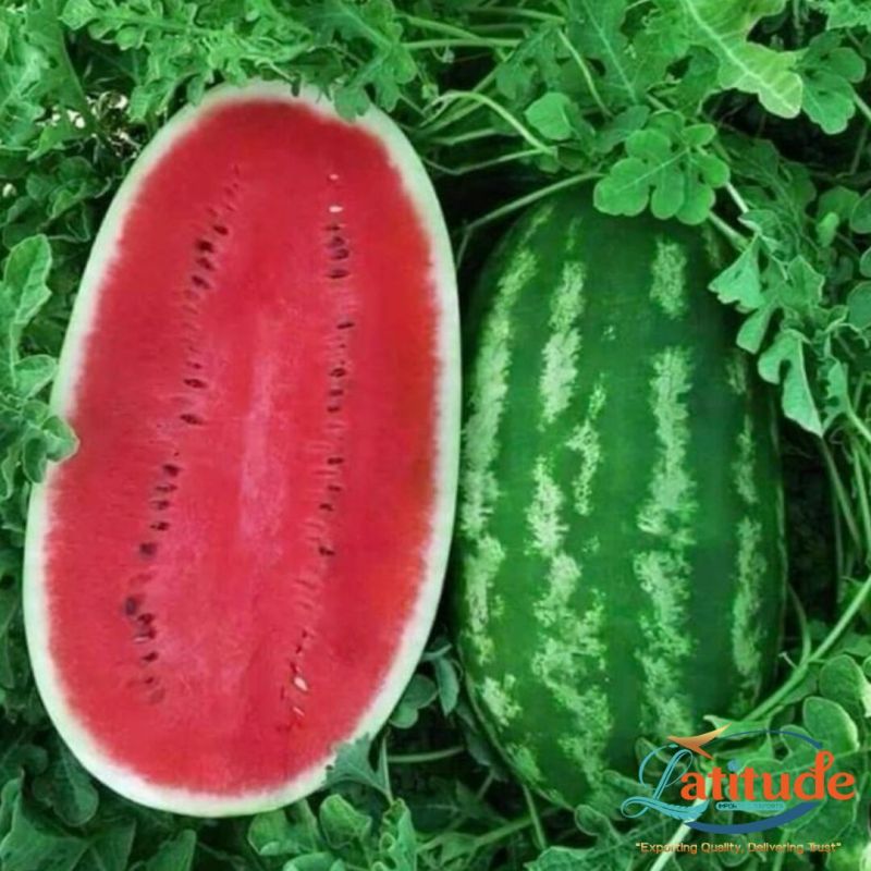 Watermelon