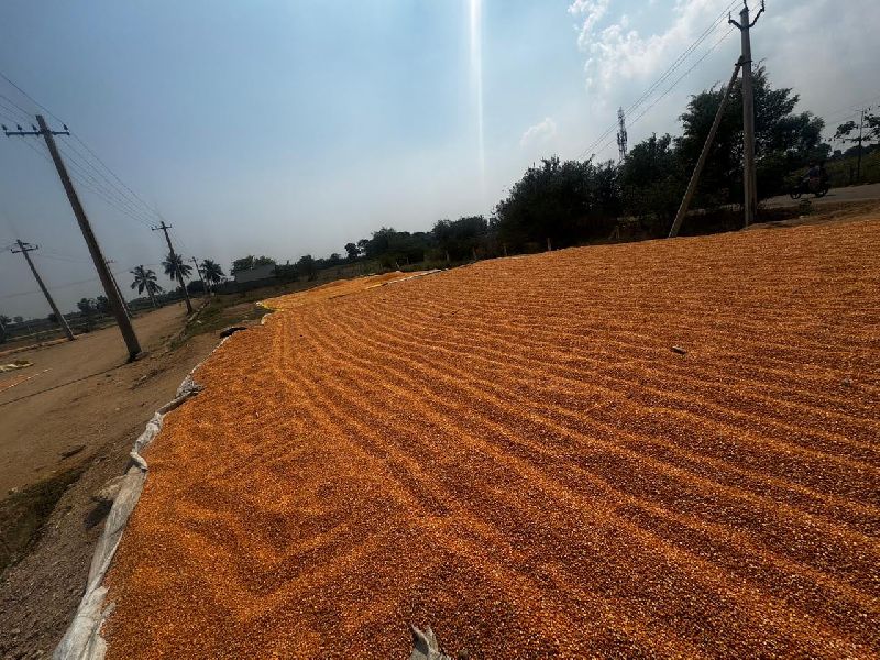 Maize, Color : Yellow