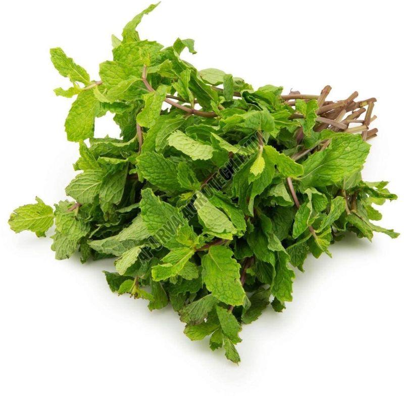 Fresh Mint Leaves