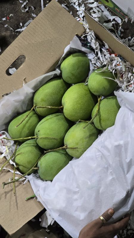 Fresh Kesar Mango