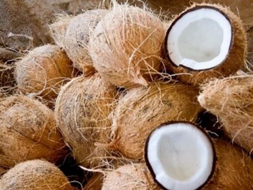 Hard Organic Semi Husked Coconut, Form : Solid for Cosmetics, Cooking