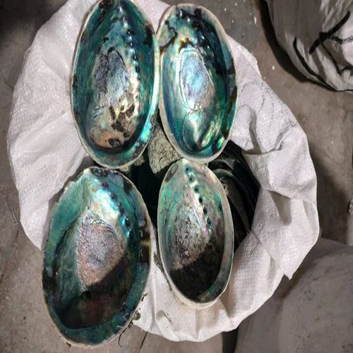 Polished Mother of Pearl Sea Shell, Color : Green Modern