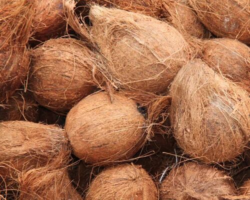 Raw Organic Semi Husked Coconut, Color : Brown