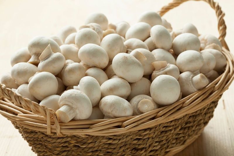 button mushroom
