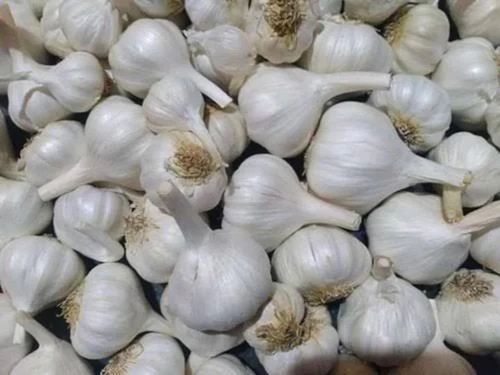 Fresh White Garlic