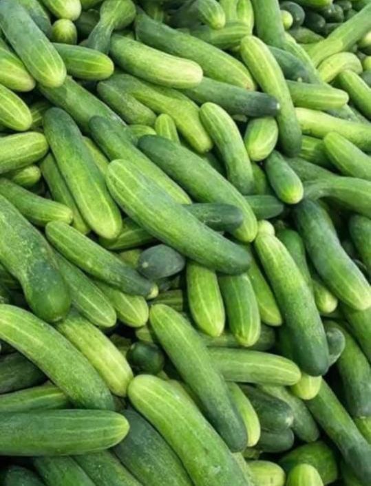 A Grade Fresh Cucumber