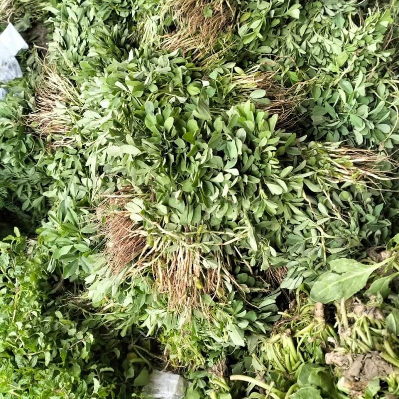 Fresh Fenugreek Leaf