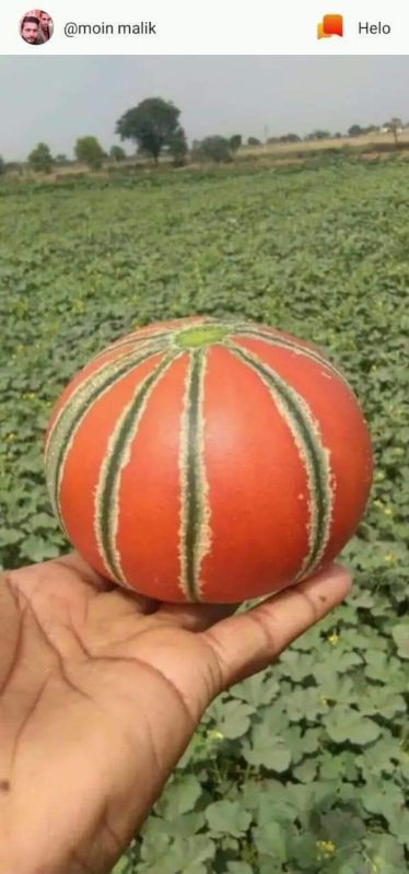 Fresh Musk Melon