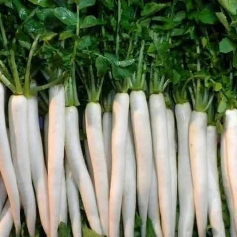 Fresh White Radish