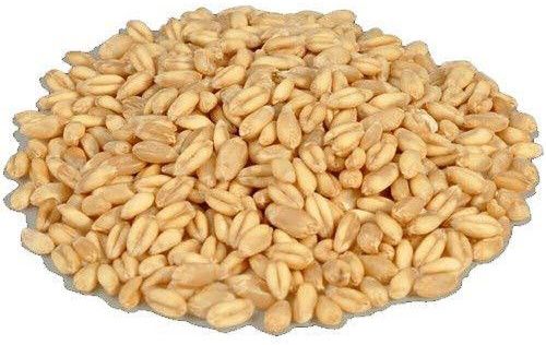ST Organic Wheat, Packaging Size : 50-100kg
