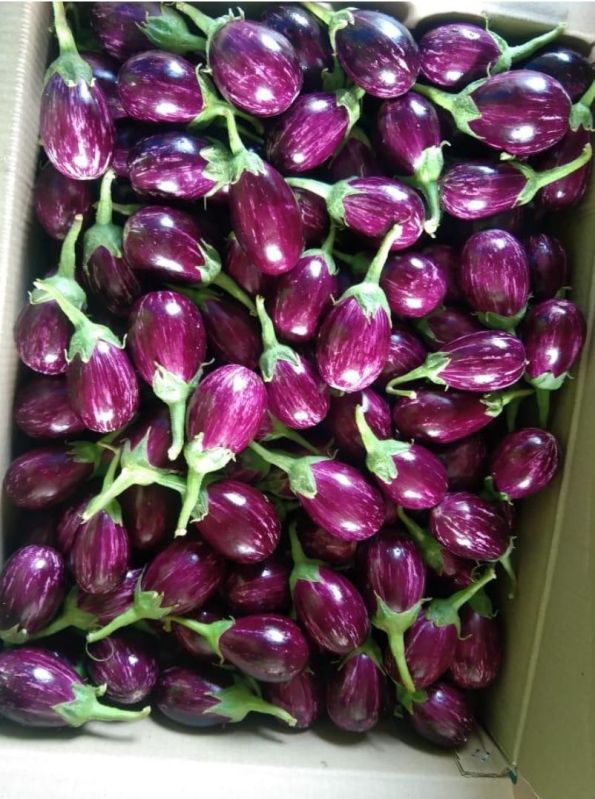 Fresh Brinjal