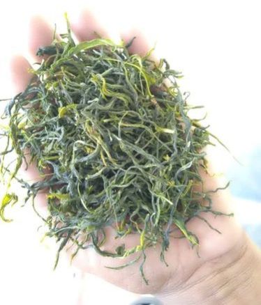 Organic Hand Rolled Green Tea, Form : Leaves