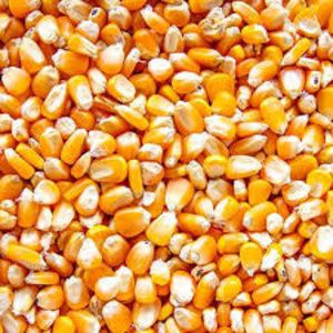 Organic maize, Seed Type : Natural, Grade : Feed Grade