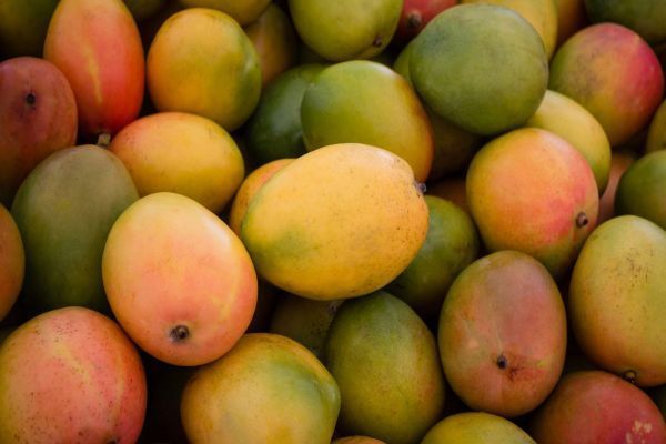 fresh mangoes