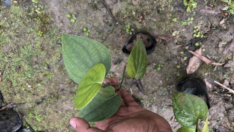 Black Pepper Plant