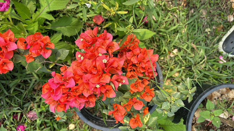 Bougainvillea Flower Plant