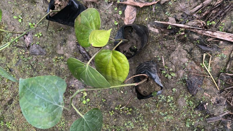 Black Pepper Plant