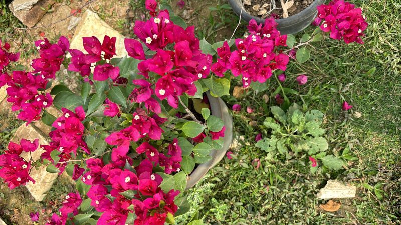 Bougainvillea Flower Plant