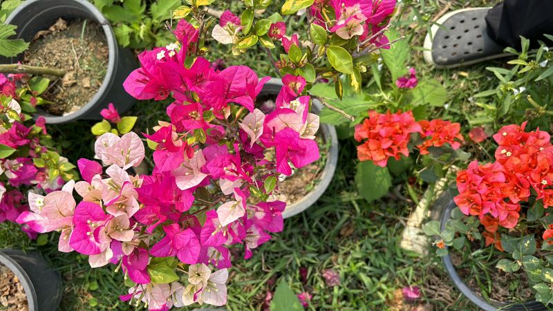 Bougainvillea Flower Plant