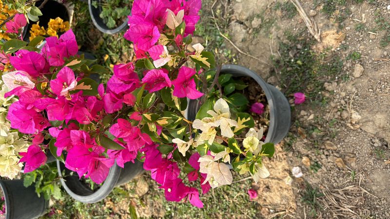 Bougainvillea Flower Plant