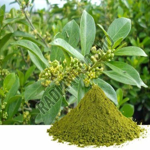 Gymnema Sylvestre Extract